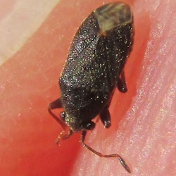 Stygnocoris fuligineus